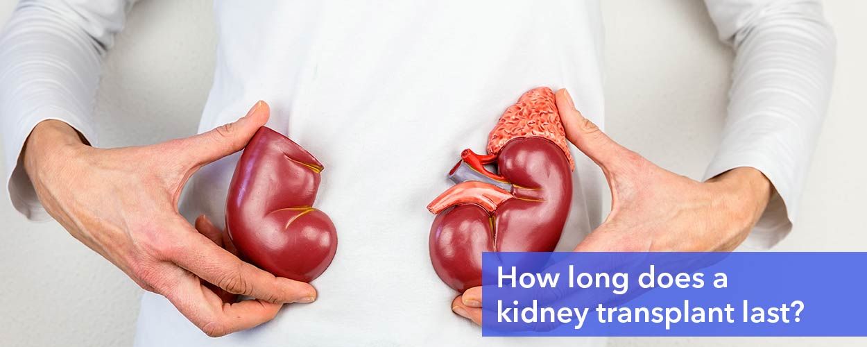 How long does a kidney transplant last?